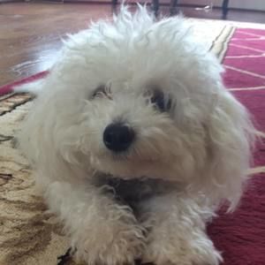 Meet your Posher, Rose